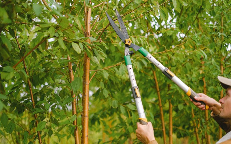 Tree trimming in Cardiff By The Sea, CA